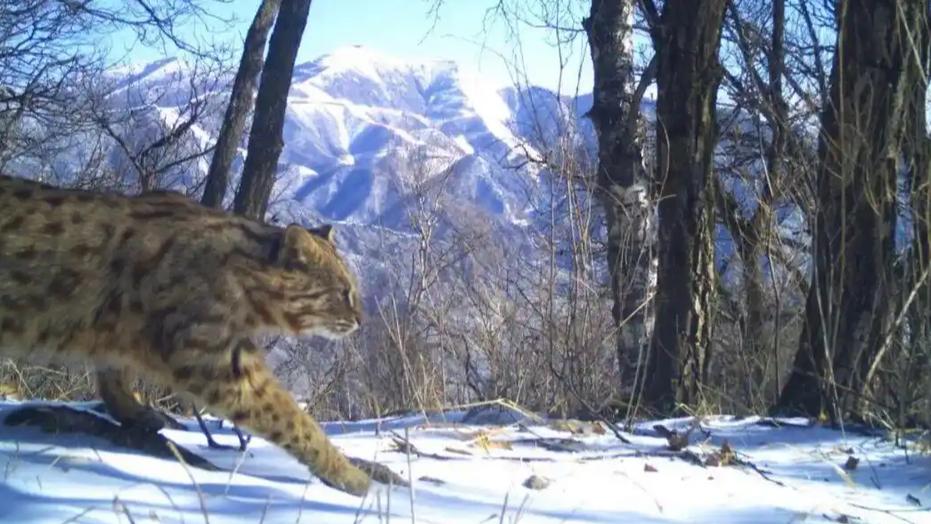 北京大学生命科学学院、生命科学联合中心罗述金课题组及团队通过古DNA研究，揭示了