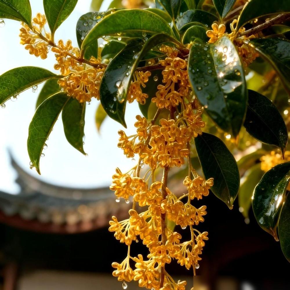 网上那个丈母娘火了。据说未来女婿上门，想在彩礼上“商量商量”，结果她眼皮都没抬，