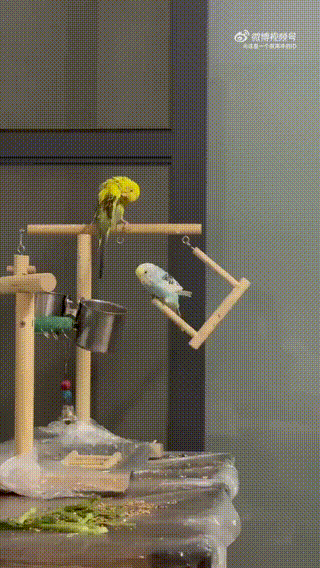 坏心眼鸟宠物卖萌中心​​​