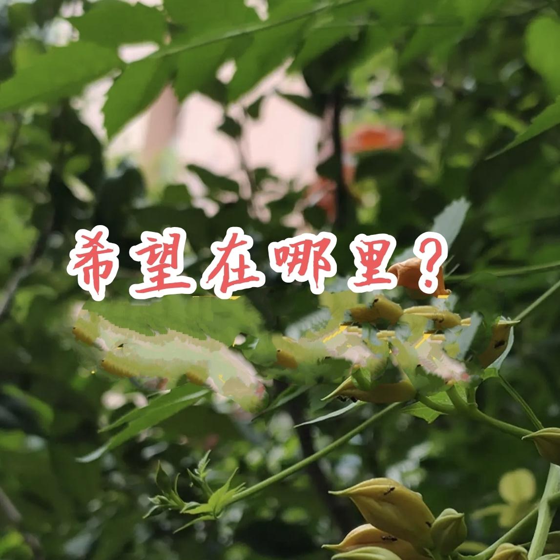 到处看到“抗癌”，每天都在战斗，到处都是战士。看得我心里好难受。凡是以对抗为形