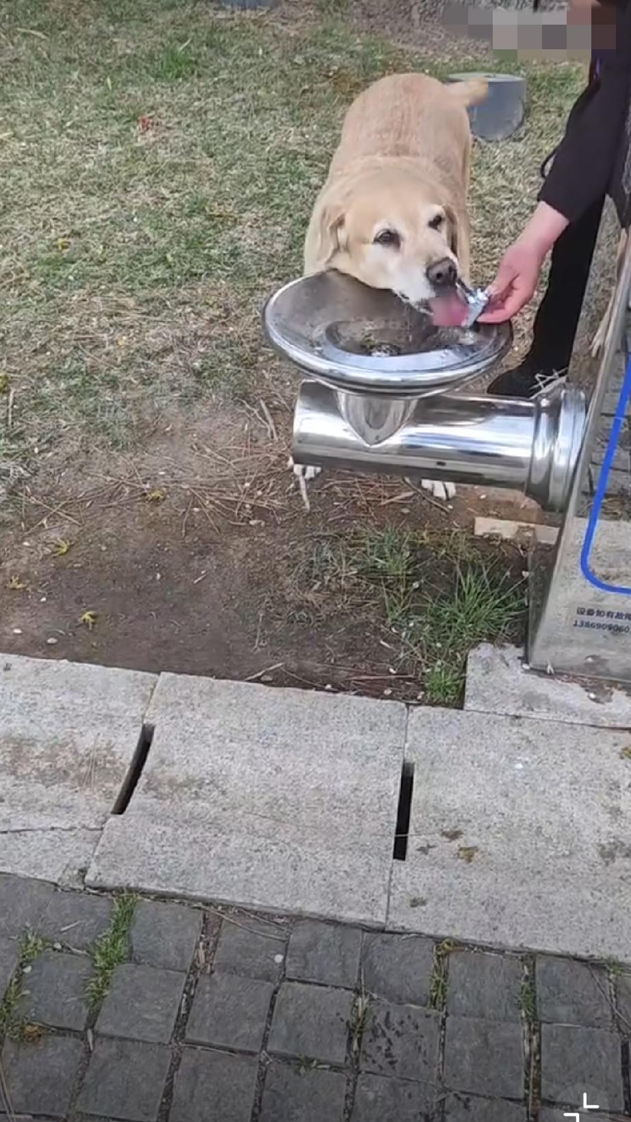 这个低位饮水器，到底是给宠物还是给孩子准备的呢？宠物猫饮水器宠物循环饮