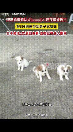 解释不清了！广东一男子家狗子生了四只小狗，顺口对狗子说了一句：这太多了，送人吧！