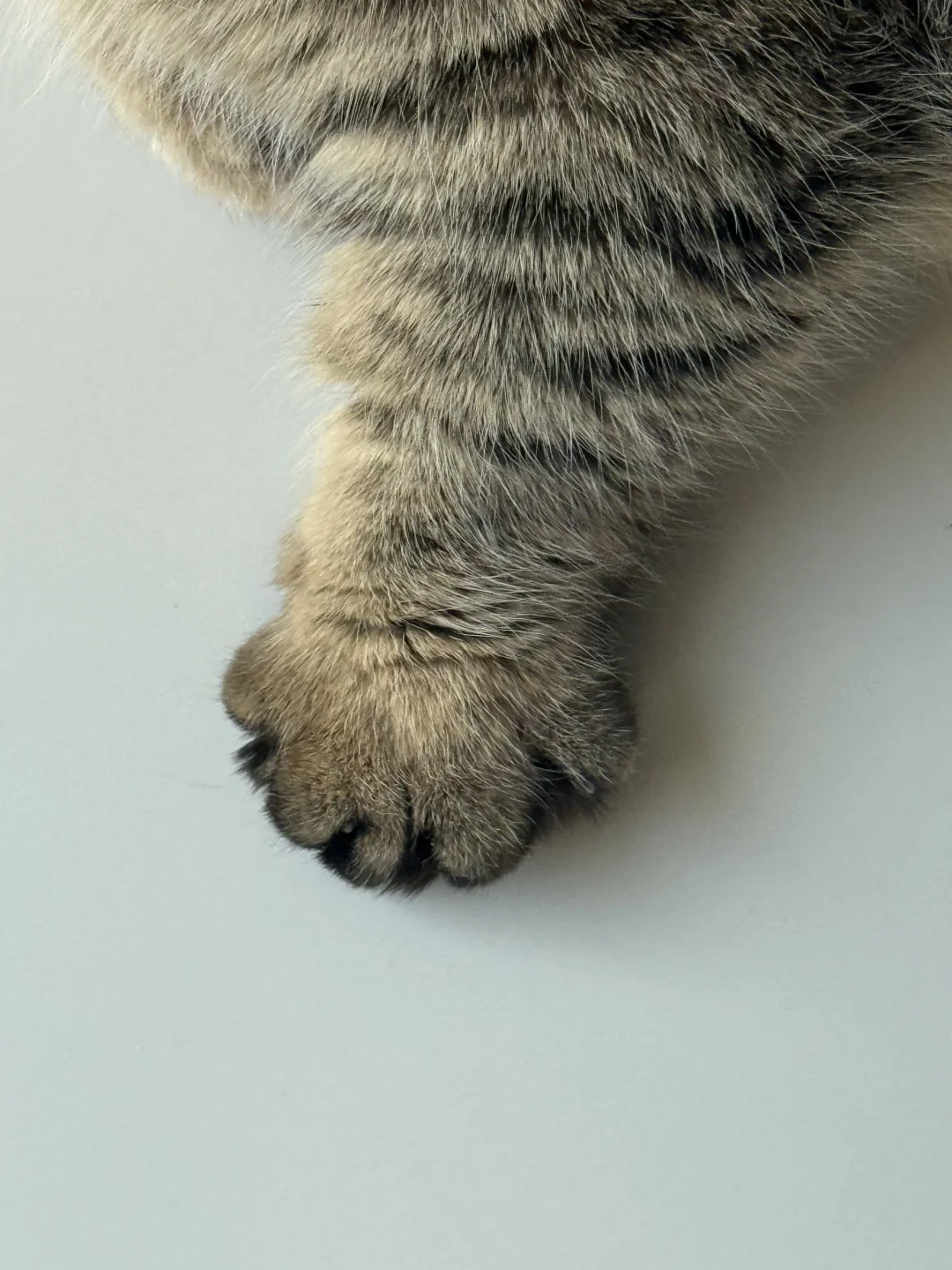 好糯的爪爪，我一口一个！