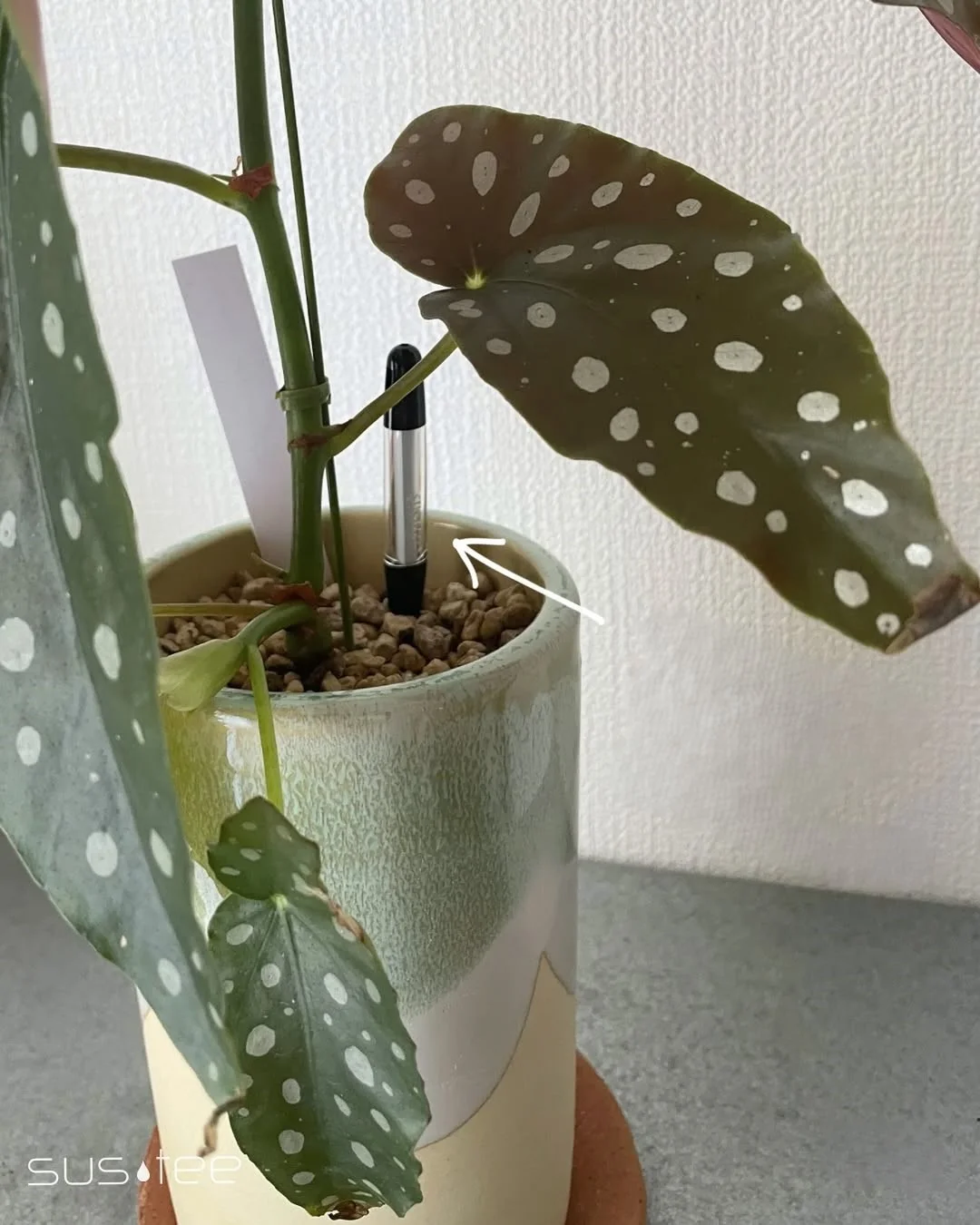 养花人救命神器！再也不怕浇错水啦