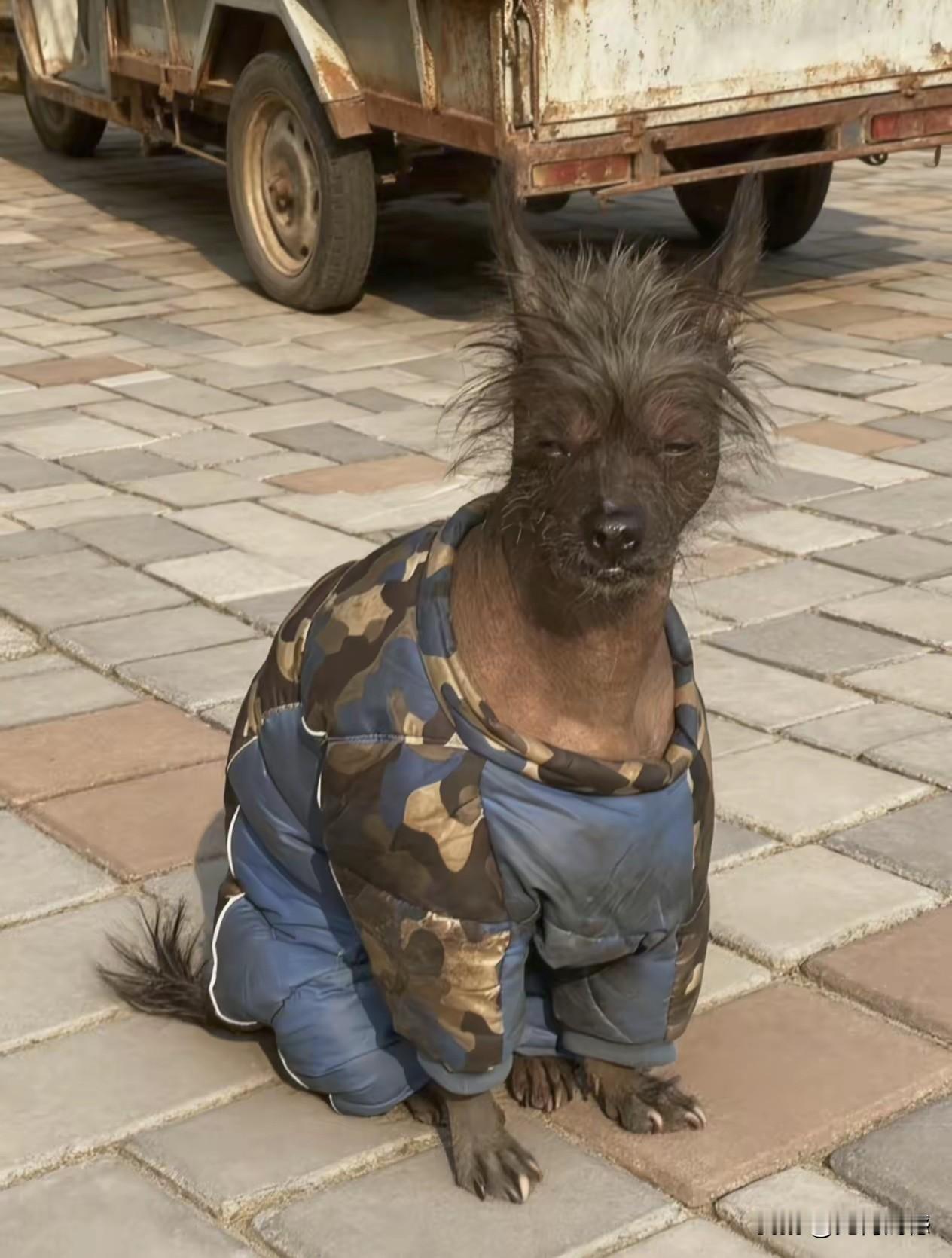 这个毛孩子，怎么造成这个样子了，看着让人心里不是滋味，这个画面感觉不像是AI形成