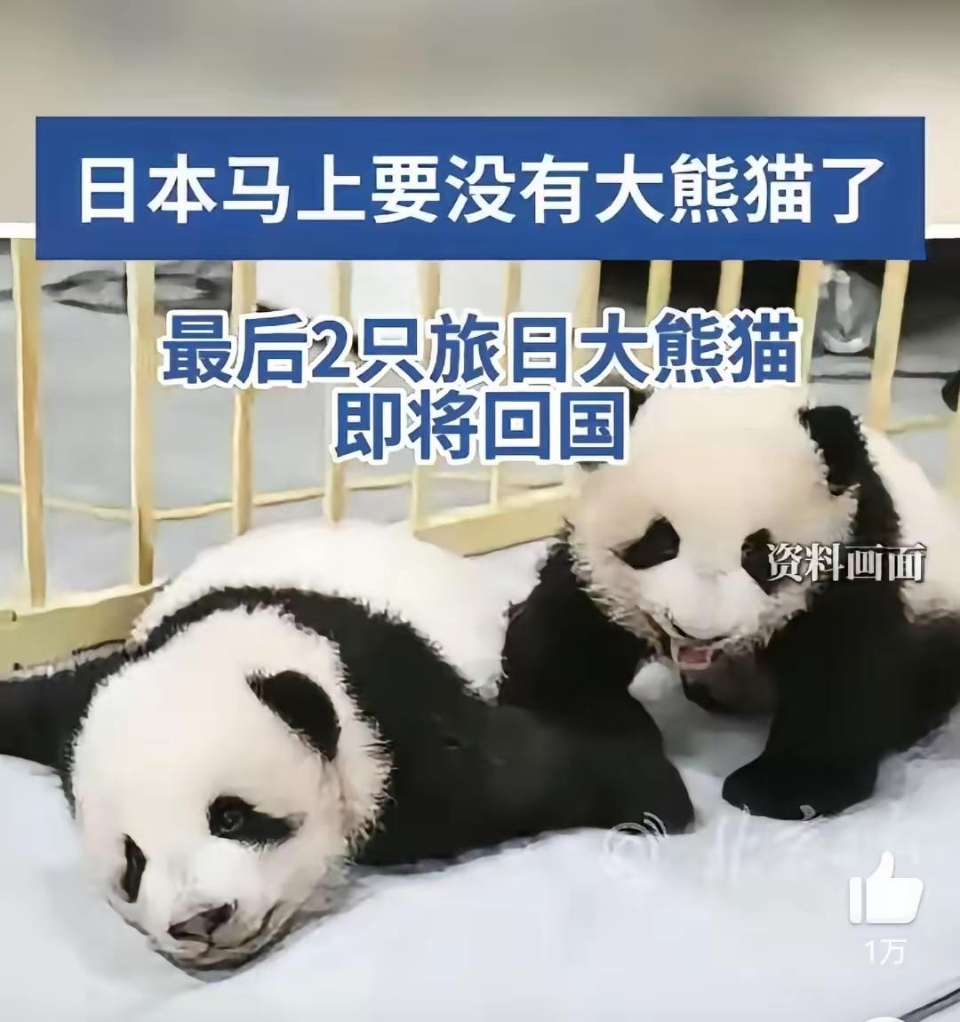 最新消息，在日本的两只大熊猫即将回国，既然日本做的这么绝，好吧，我们先让我们的
