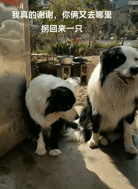 男子是家里养的这两只边牧，这几天总是在外面拐回来其他人家的小狗[笑着哭]前天是拐