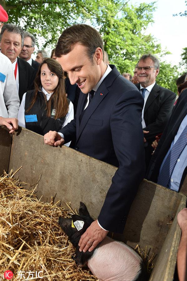 马克龙笑着摸猪崽，开心地注视着牛崽，那么喜欢小动物的他不知有无后悔没有自己的孩子