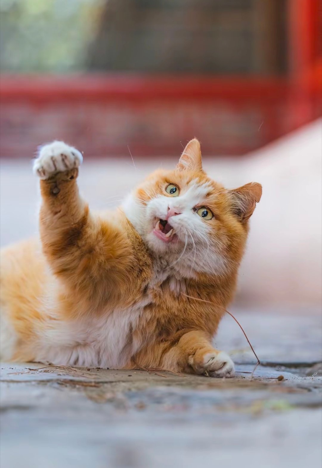 我的评分：故宫御猫！(颖儿ye▪摄)