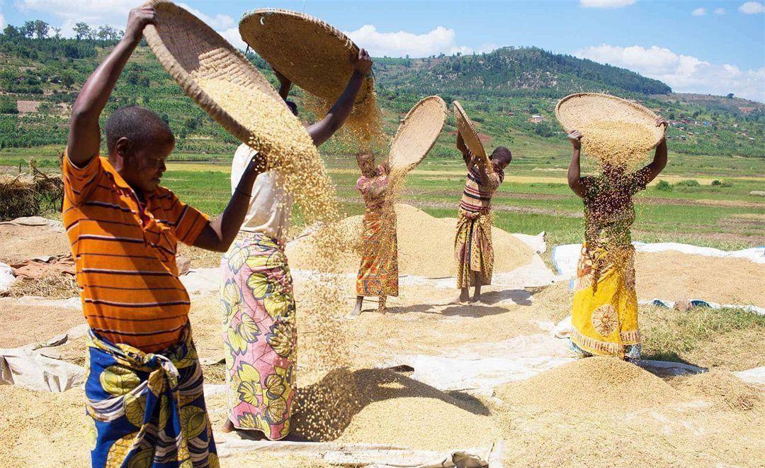 非洲土地肥沃，为什么很多非洲人宁可挨饿也不种地？别再看那些中国人在非洲种地的爽文