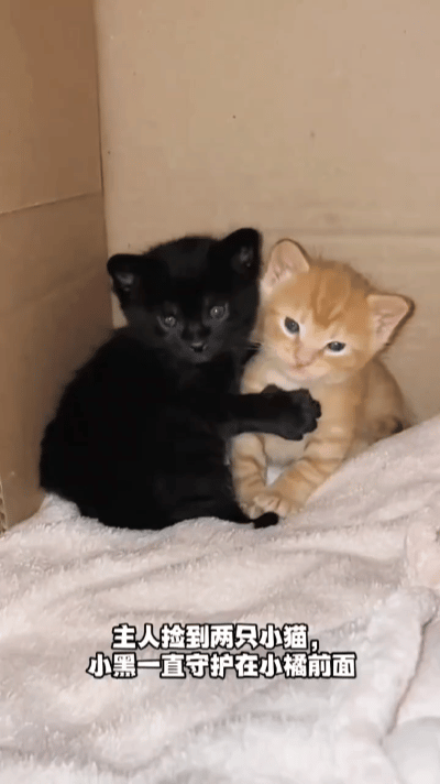 这也太好嗑了！救命这两只小猫的关系也太和谐了吧！主人捡回来