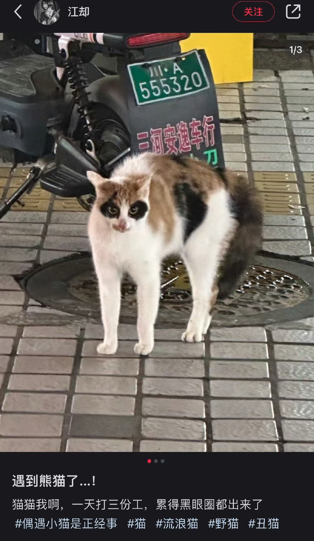 四川哪里都有熊猫​​​