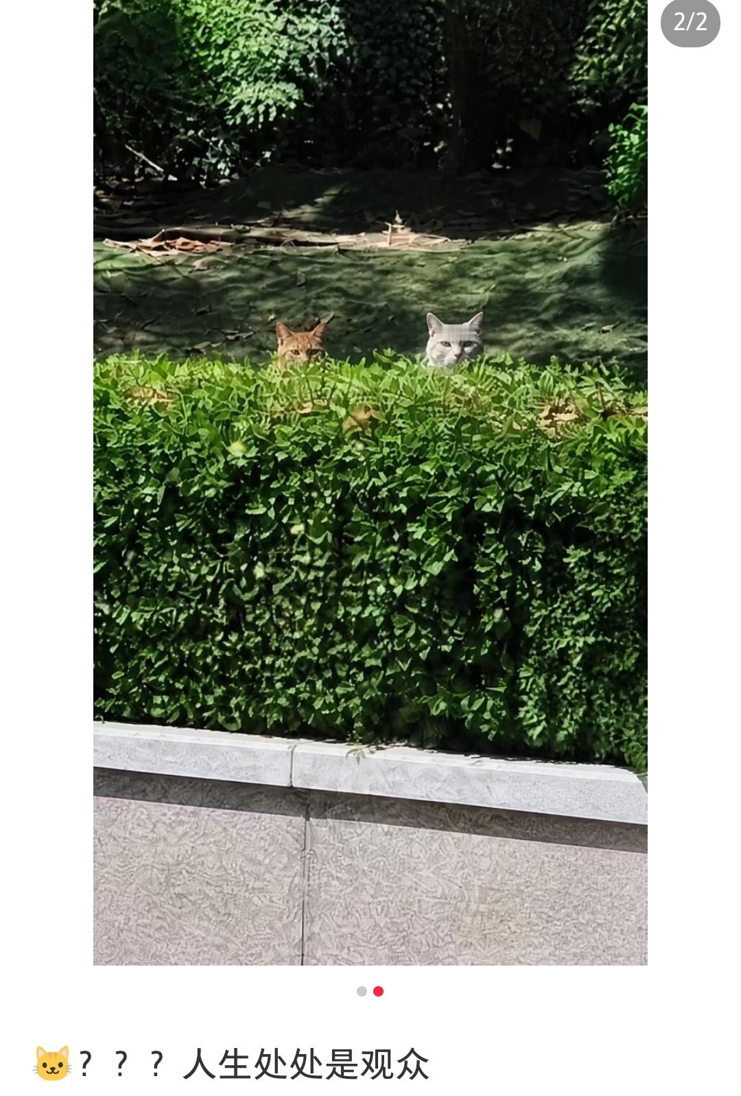 小猫看热闹[滑稽笑]​​​