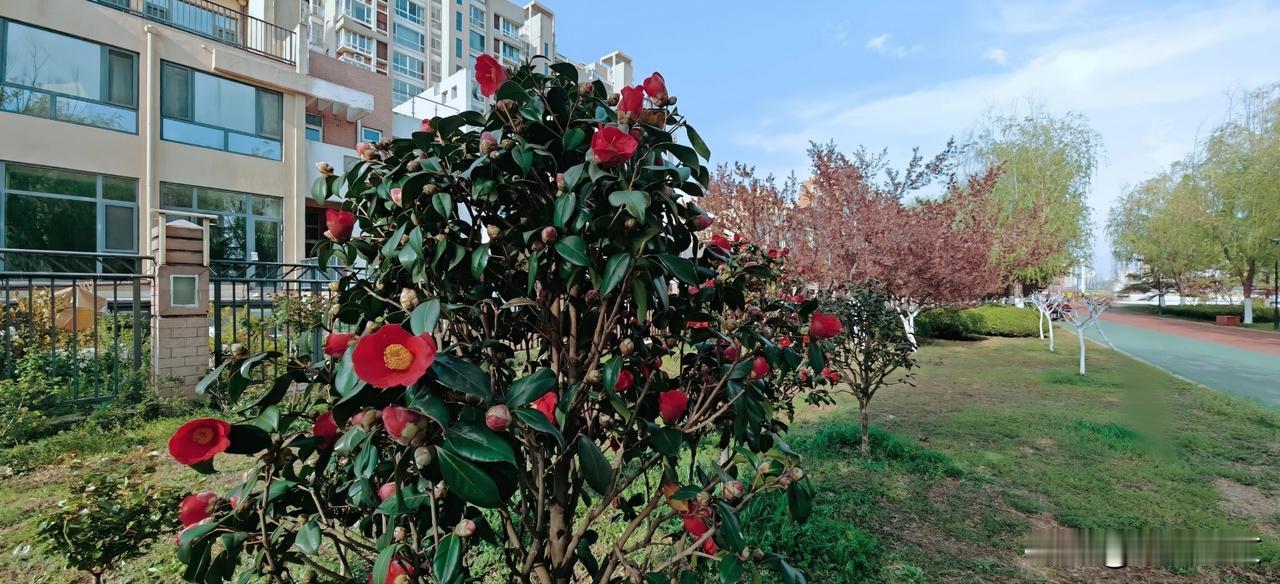 山茶花开了，沉甸甸地坠在墨绿的枝叶间。风来时，整朵花颤颤的，却不肯落下一瓣来——