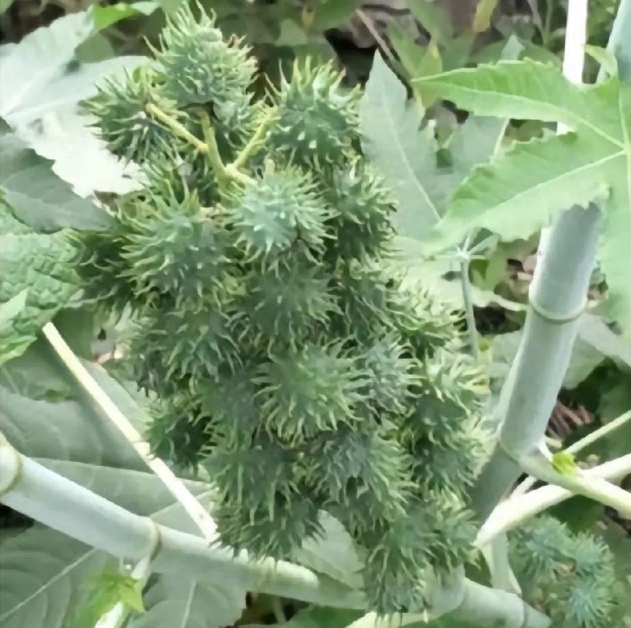 这是蓖麻果，等成熟了从果实里扒出来的种子才叫蓖麻籽！蓖麻油是航空油。