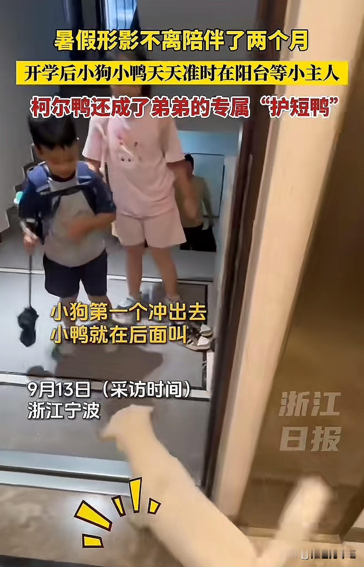 太逗了！浙江宁波两个小朋友暑假里和狗狗“馒头”、柯尔鸭朝夕相处，才两个多月，就