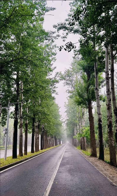 河北大规模砍伐杨树，石家庄、邢台、廊坊等地已行动起来！每年杨树产生的杨絮，都会