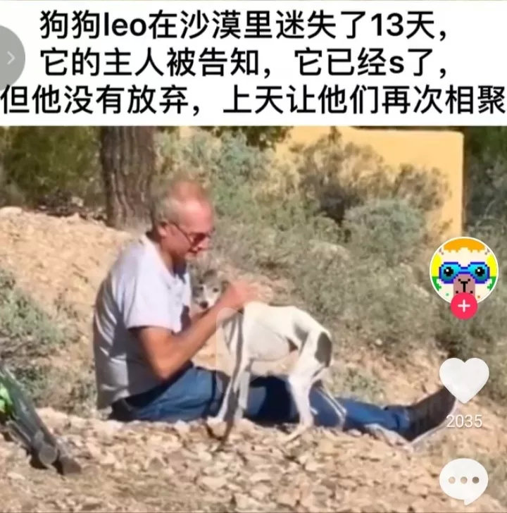 狗狗在沙漠里迷失了13天，主人被告知狗狗已经死了，但他依然没有放弃，终于被他找到