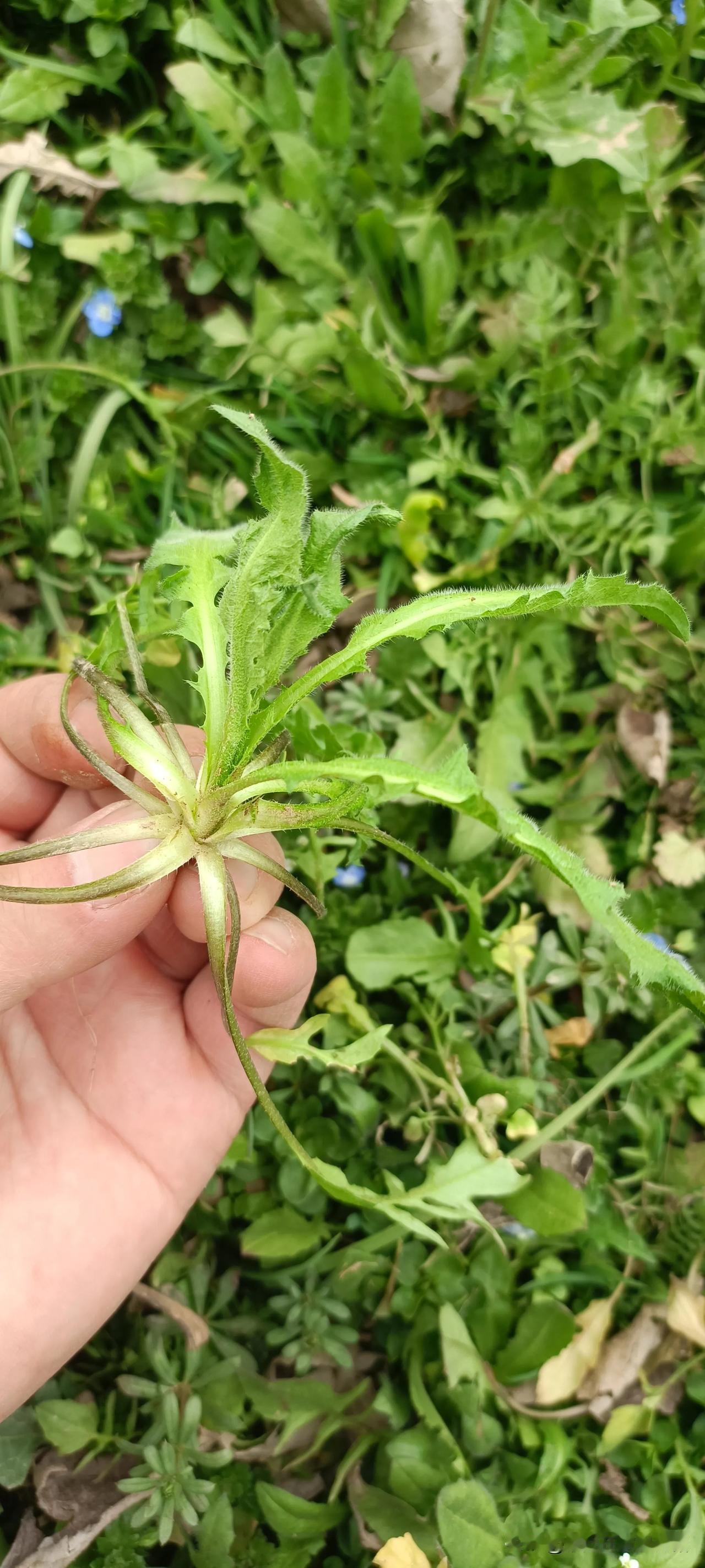 听在大城市工作的老王说，这个荠荠菜城市里卖几十块一斤，比牛肉都贵[捂脸哭]村里人