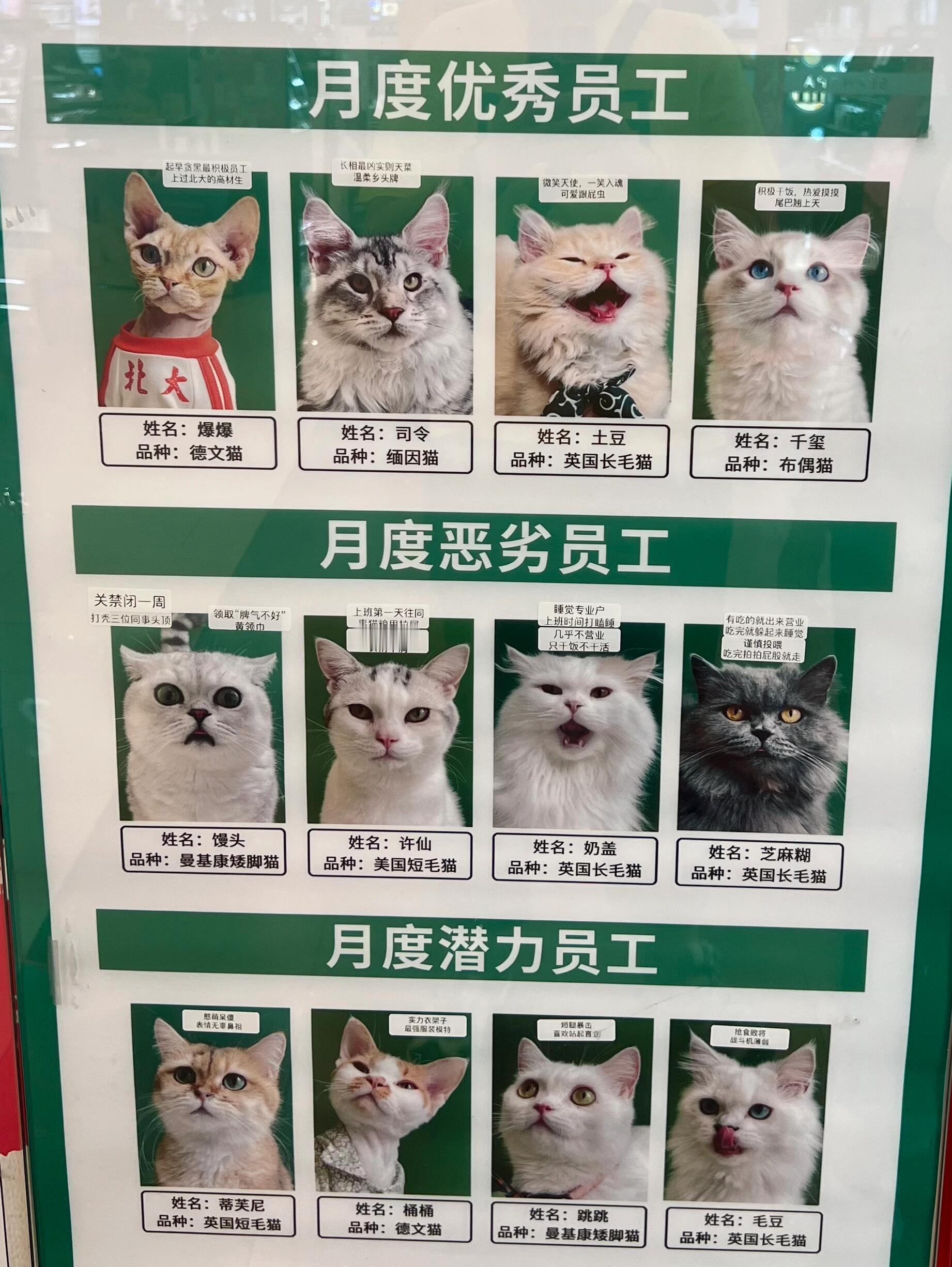 撸猫馆的猫咪员工榜单