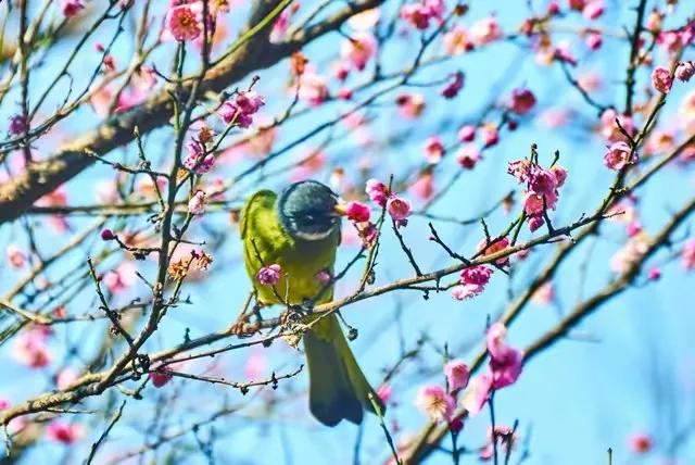 春光好.似悠闲春光里，节奏慢。似悠闲。好像时间自减缓，皆安然。氛围祥和