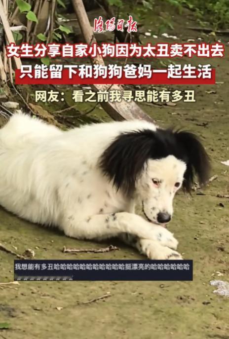 “笑不活了！”北京一网友发视频称自家的小狗因太丑卖不出去，只能留下和狗狗爸爸妈妈