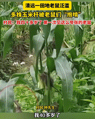 “活了40多年，第一次见到这么多老鼠！”广东清远一名男子日前在自家玉米地除草时，