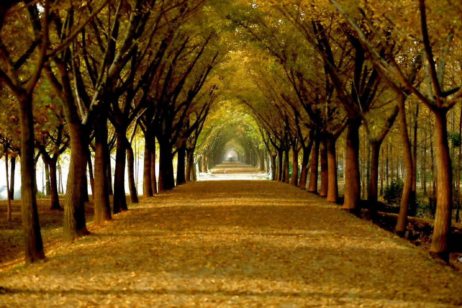 银杏时光隧道，抬头是树枝交错而成的金色天空，低头是树叶堆叠而成的金色海洋。