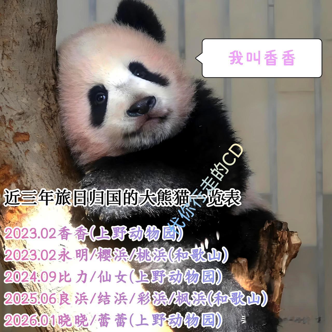 日本大熊猫进入“空窗期”！54年来第一次无熊猫可观，从万人空巷到空空如也。