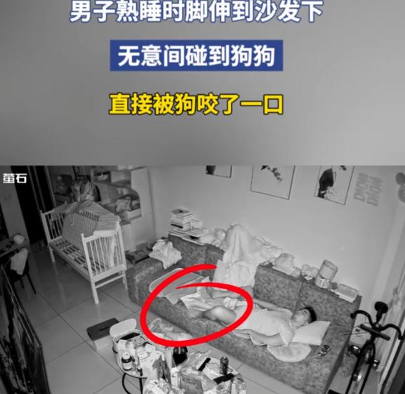 福建，一男子在家沙发上睡得正香，无意间把脚伸到沙发下碰到了小狗。谁知平时乖得像小