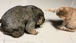 猫咪碰上了一只硕大的老鼠，这眼前的美食让猫咪欣喜若狂。奇怪的是这只老鼠见到猫咪
