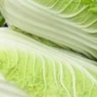白菜的种植方法一、选种与选地根据季节选合适品种，如秋冬选耐寒的“北京新三号”，夏