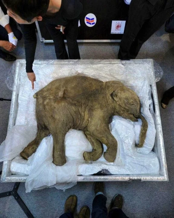 猛犸象宝宝
