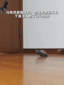 此时猫咪定然十分迷惑，这个平日里慢吞吞的家伙，今日怎就速度快起来了呢？其实小乌龟