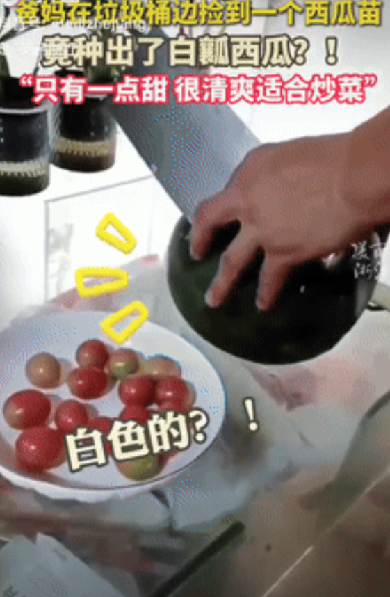 刻在在骨子里的种地基因！河南，男子的父母在垃圾桶旁边看到一颗西瓜苗，他们果断选