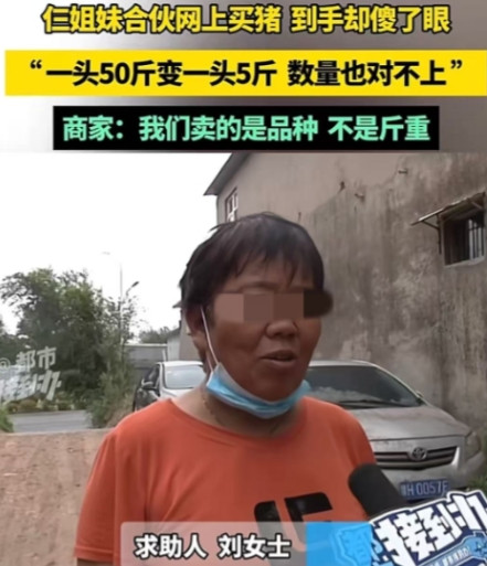河南郑州，仨姐妹想通过养猪补贴家用，在网上看到商家承诺500块一头、50-5