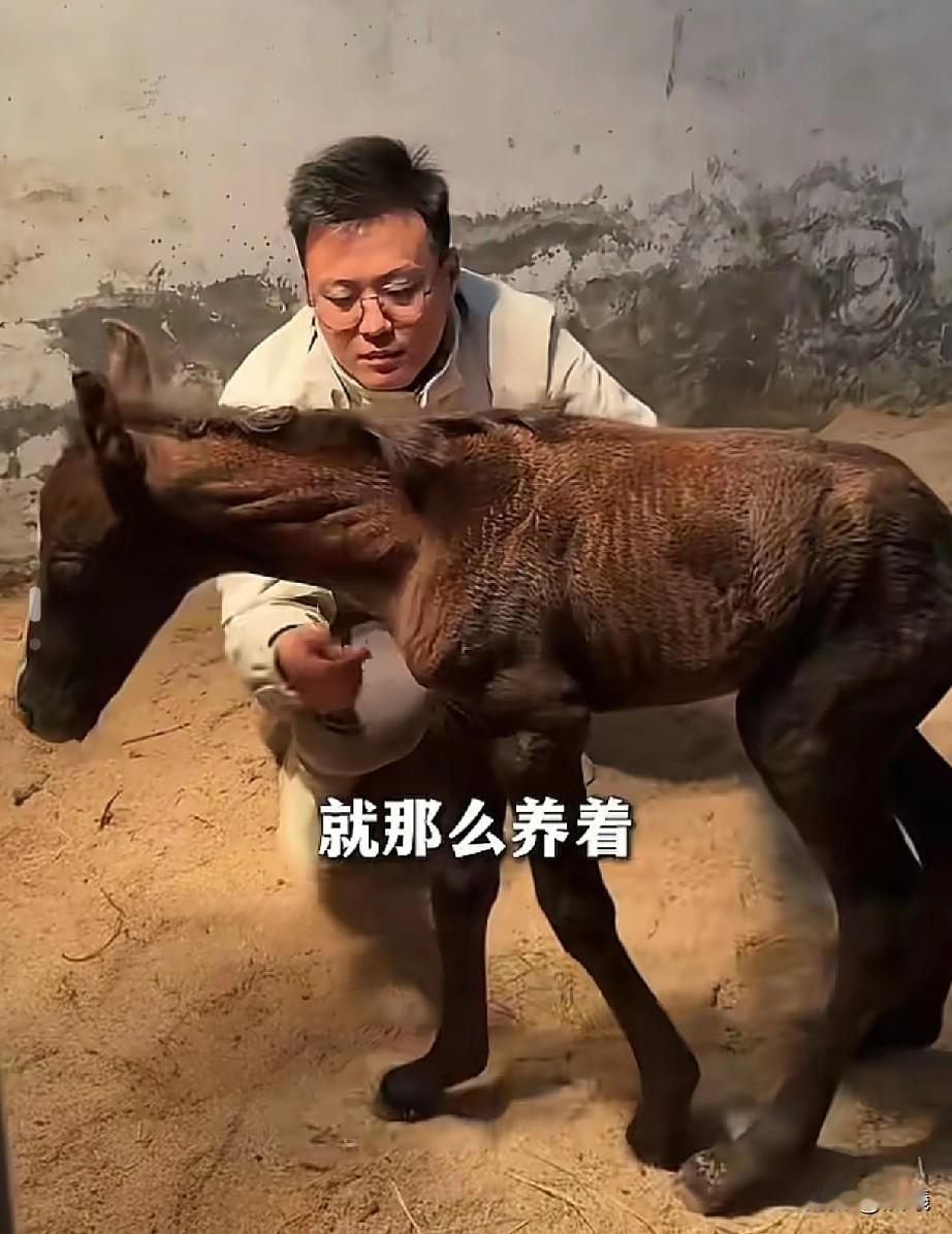 原来好人真有好报的！山东淄博刘先生喜欢养马，最近俱乐部有人要快速出售一匹马