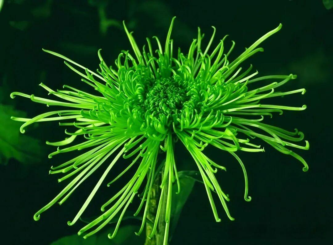 汴梁绿翠是菊花中的珍稀品种，以其独特的绿色花瓣和优雅花型闻名。初开深绿色，渐变