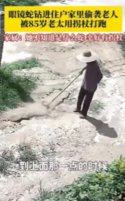 不知者无畏！”广东湛江，一85岁老人回家时，藏在草里的蛇突然朝老人扑去，老人举起