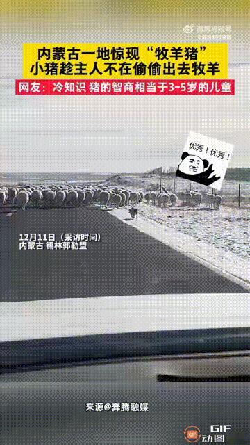 太新奇了！内蒙古一只小猪，趁着主人不在家的时候，把所有羊圈里的小羊都赶了出去，然