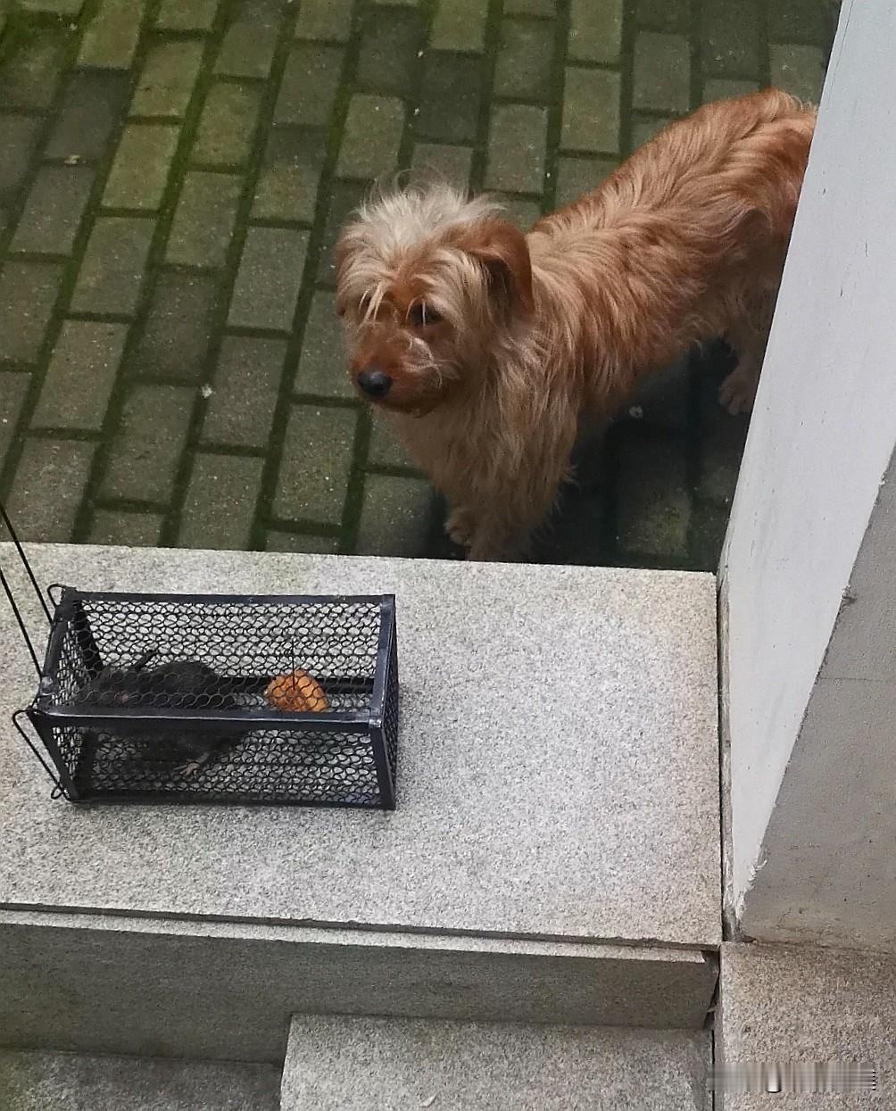 这次与大老鼠的战斗，我的损失太大了！昨天笼子里抓住那只大老鼠以后，我老公烧了