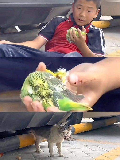 好心换来一场心碎，这段视频最近刷遍全网。小男孩心疼流浪猫，特意花钱买火腿肠投喂