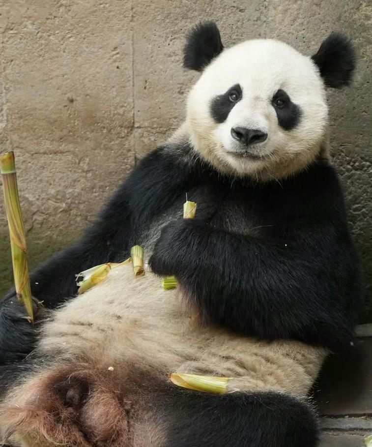 炸个猛料，中心皇太子，大熊猫和和当爹了！惊不惊喜？意不意外？实锤落地至于孩