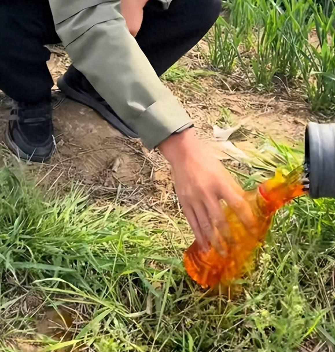 谁能想到，咱们平时在城里超市买的白面馒头，它的源头可能正经历着一场让人后脊发凉的