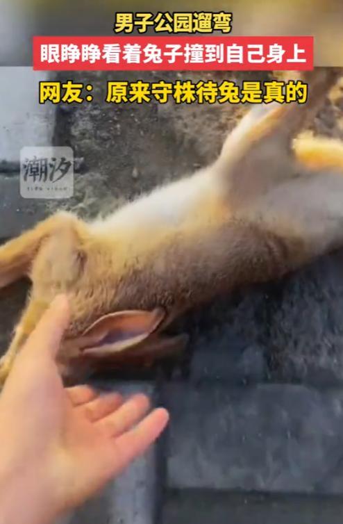 “笑不活了！”6月30日，河南，一男子在公园散步，不料，前方跑来一只野兔，速度之