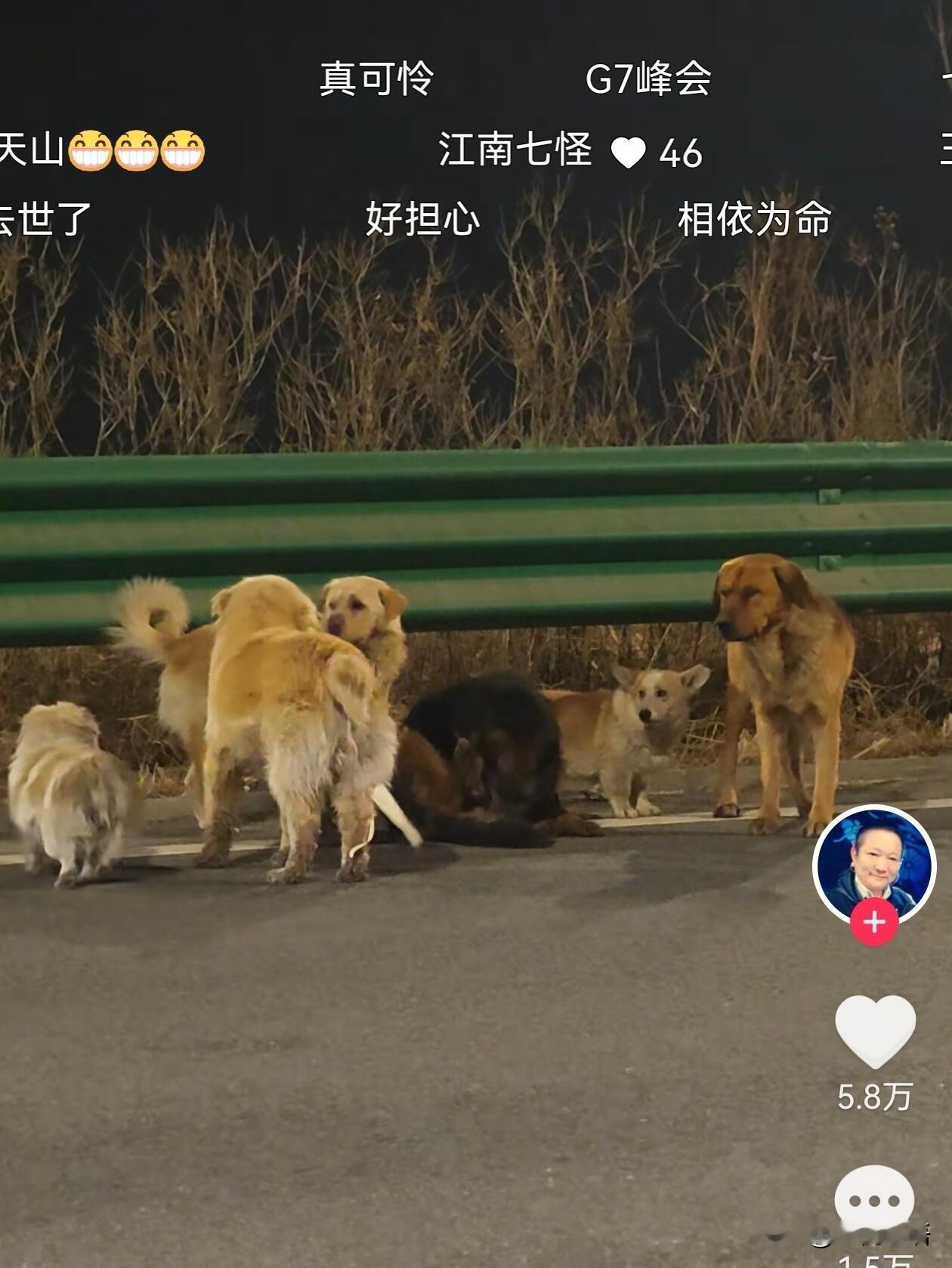 高速上7只狗狗的坚守，看哭无数人💔3月17日，吉林高速上，7只狗狗慌乱奔跑。