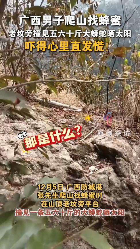 “太吓人了！”12月5日，广西城防港，一男子上山找蜂蜜时，途经一座老坟，他刚要离