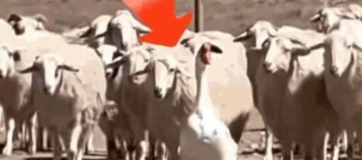 内蒙古一男子，因家中2只大鹅总打架，便把其中一只放在羊圈喂养，谁知，这大鹅竟然帮