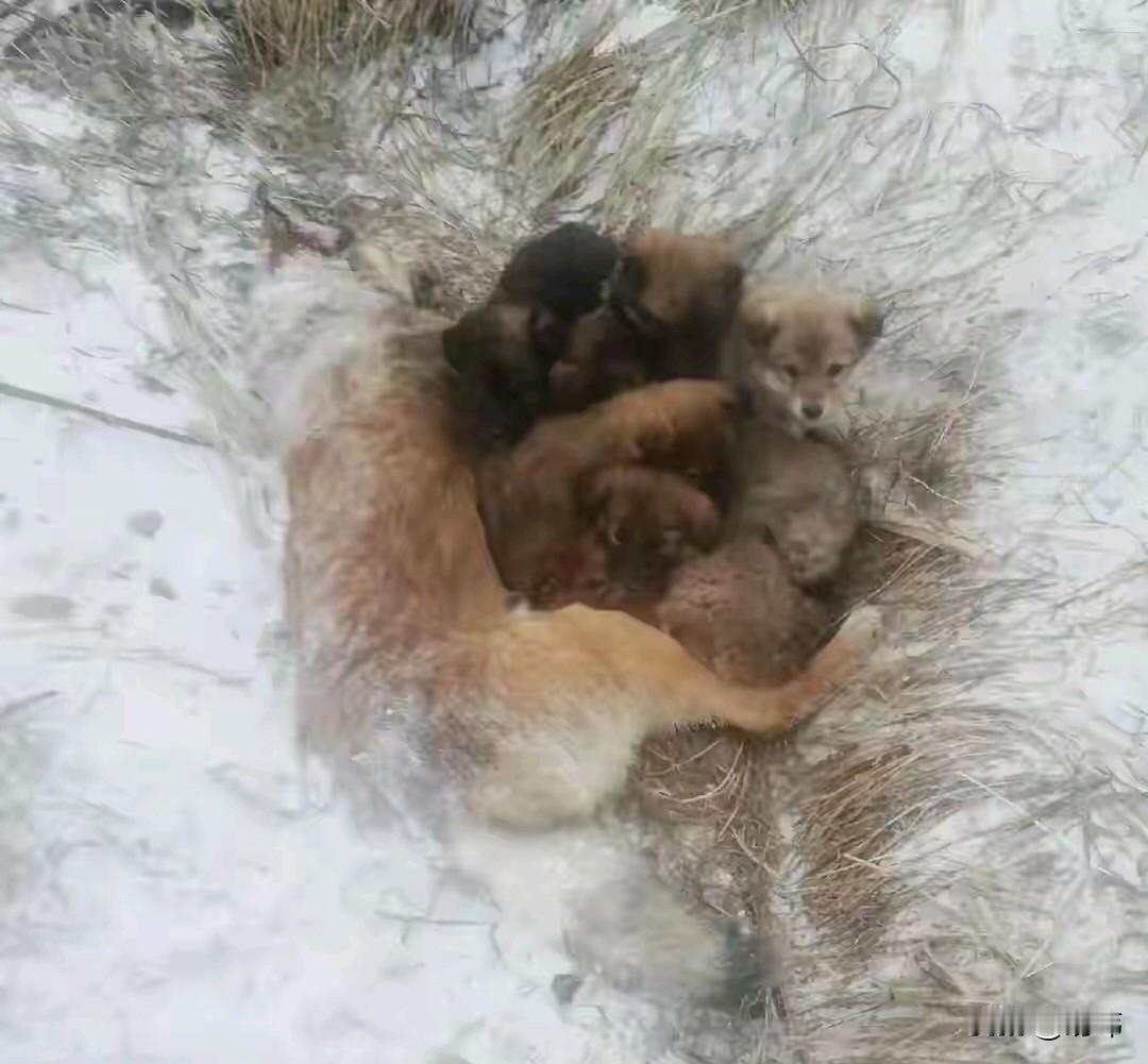 泪目了！因为连续的大雪，导致森林积雪严重，这天，一位护林员大叔去山里查看情况，当