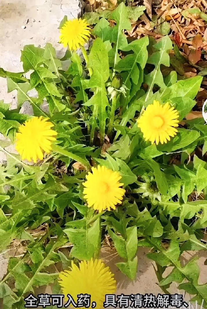 蒲公英对人体的贡献，很多人不知道路边常见的蒲公英，是药食同源的“天然养生草